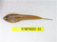 藏品(絲鰭斜棘(魚銜))的圖片